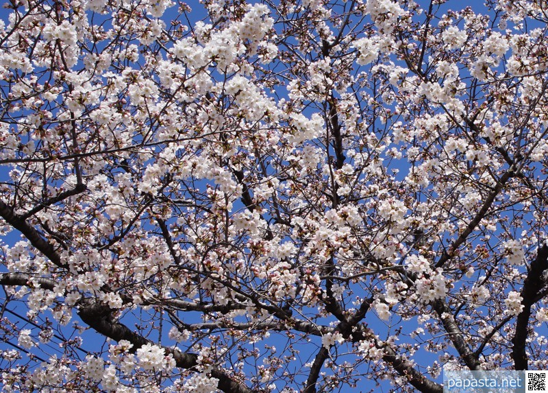 満開の桜